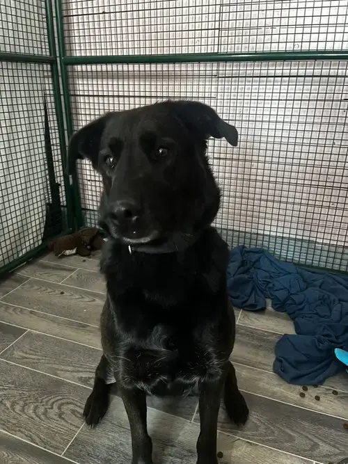 Bella