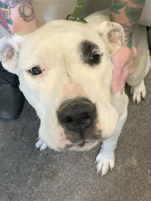 Millie