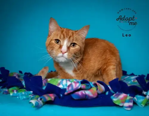 Leo