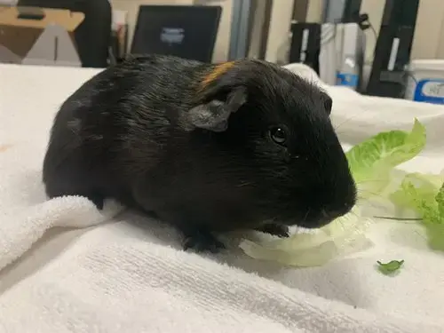 Jj