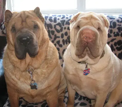 Chinese Shar-Pei *Foster Homes Needed*
