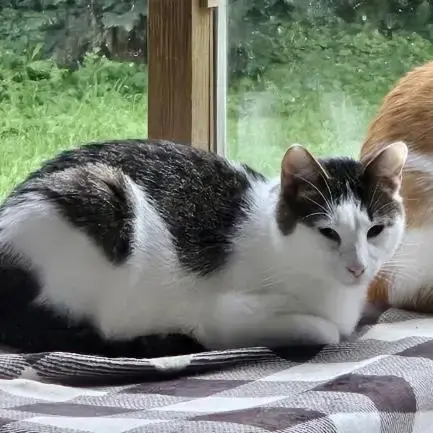 Snowshoe