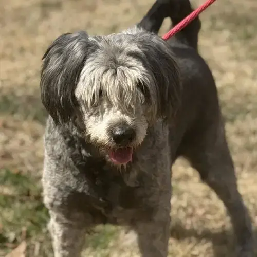 Stella