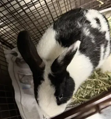 Oreo
