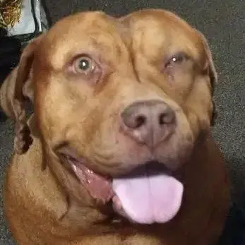 Canela