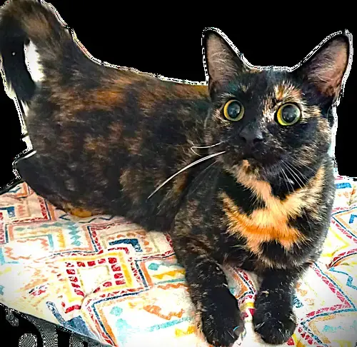 Sophie