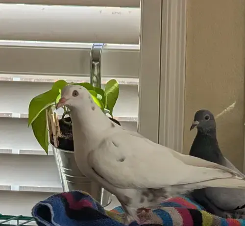 Smidgeon