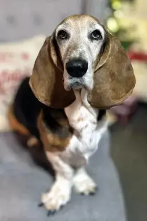 Canela