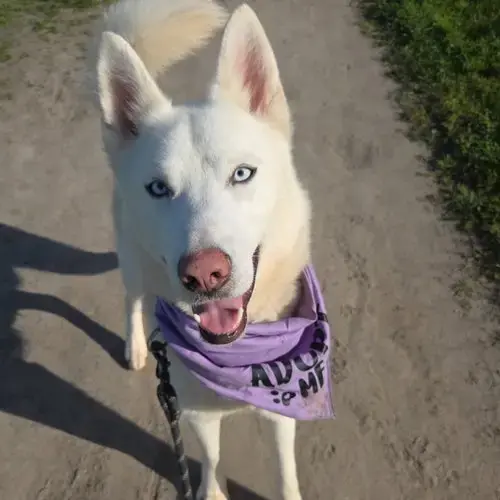 Polar