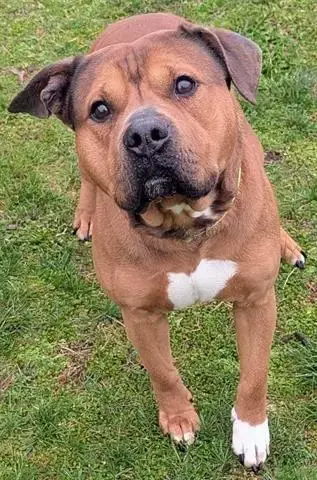 Roscoe