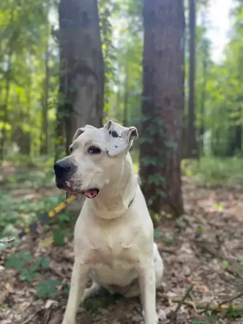 Bea