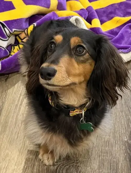 Peanut