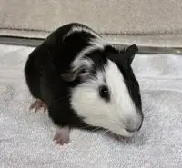 Scottie