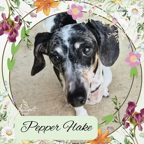 Pepper Flake