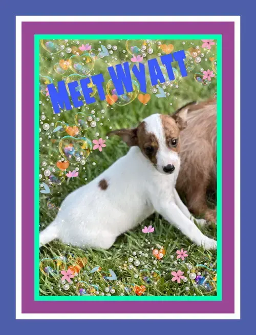 Wyatt