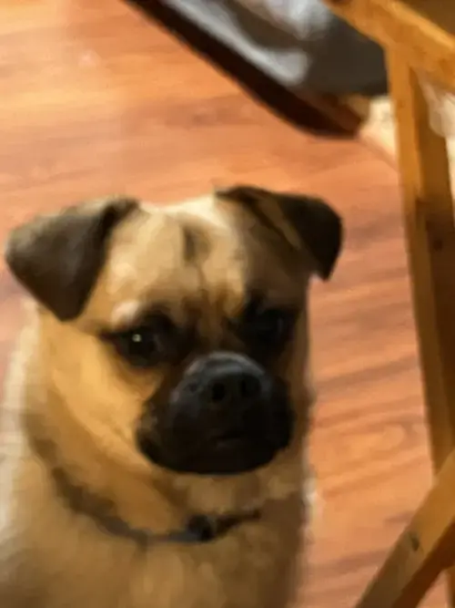 Obi