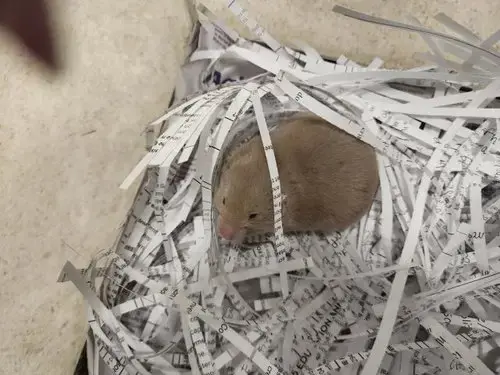 *Chunk