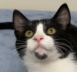 Kitten Forrest