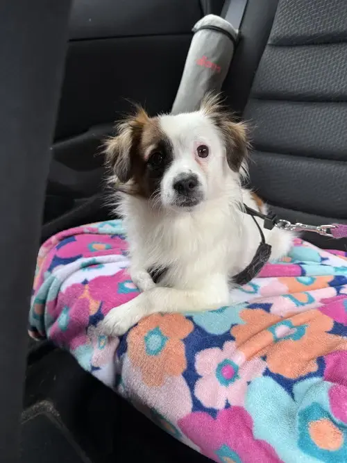Truman