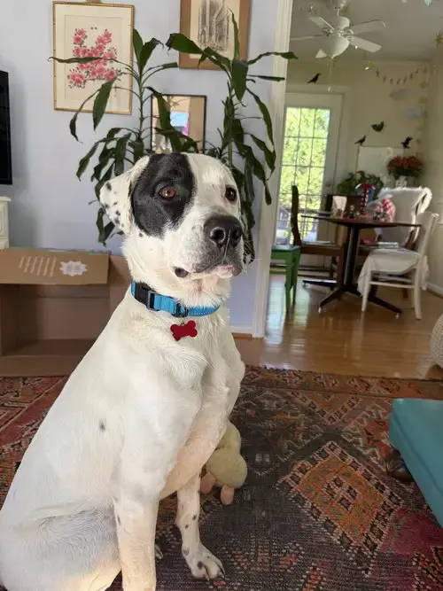 Bubba
