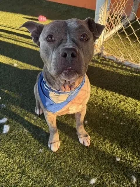 Pumba