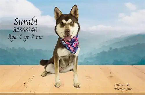 Sarabi