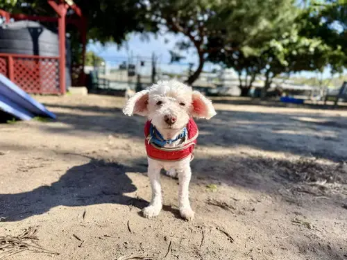 Corky