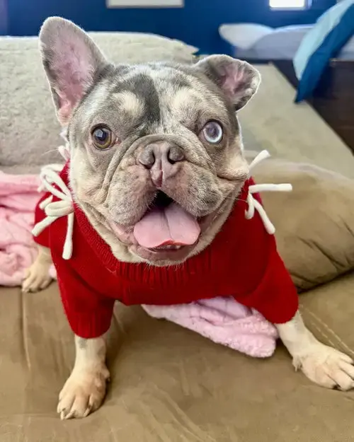 Mabel