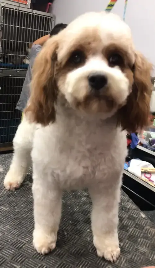 Laverne
