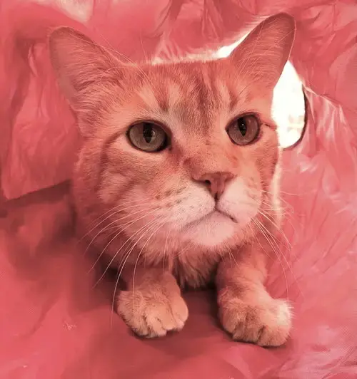 Mr. Orange