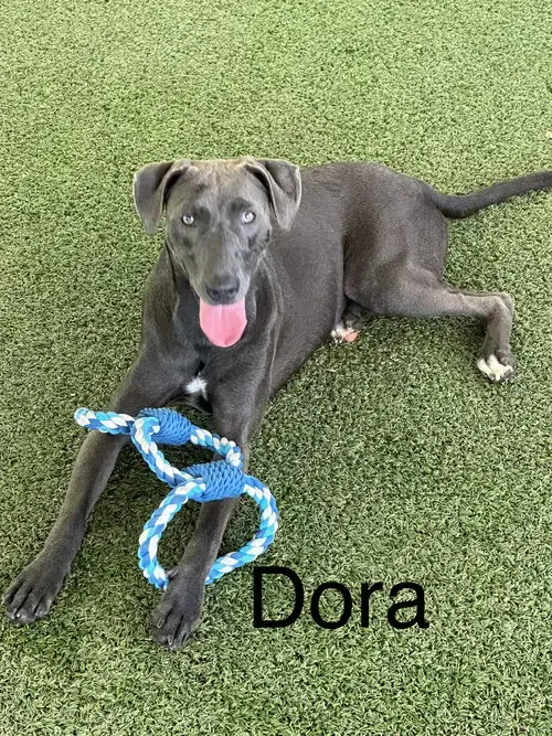 Dora