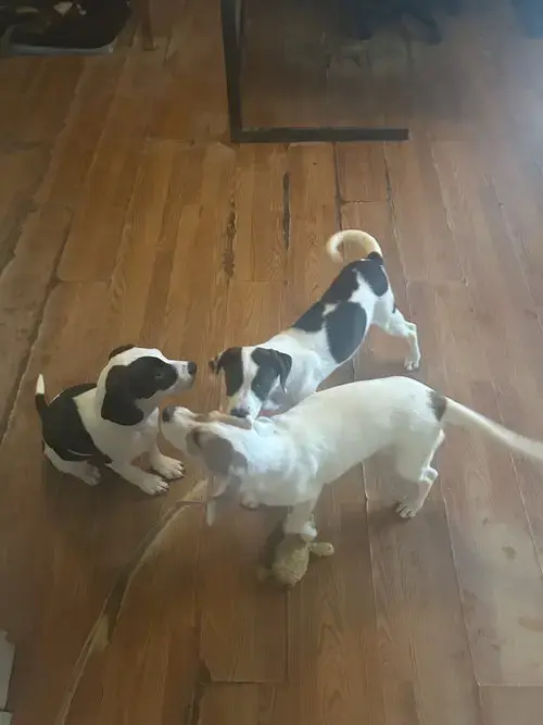 Helen-Beagle Pup 8 Mo