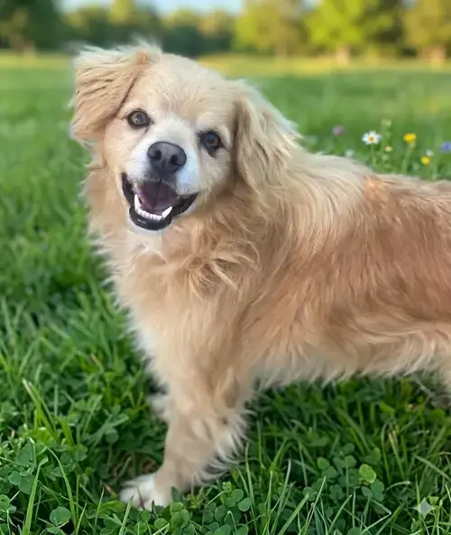 Buddy