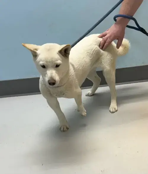 Yuki