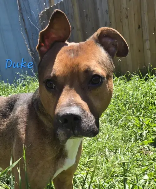 Duke