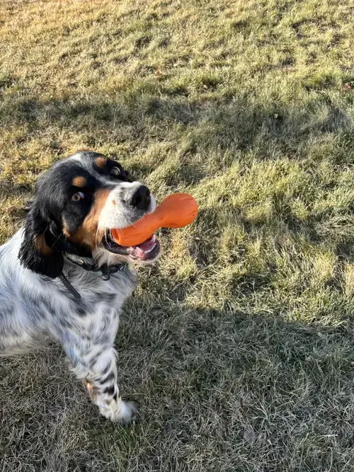 Taco Dogler