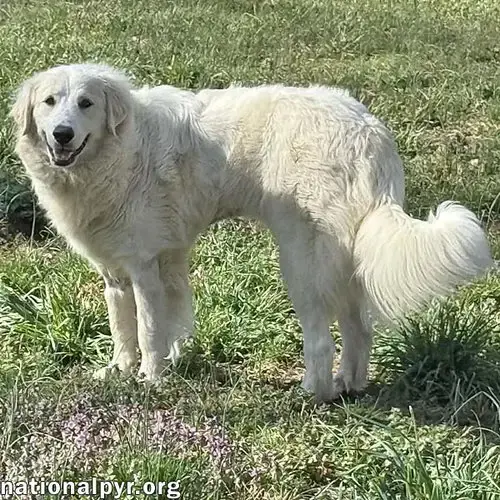 Jolene In Tn