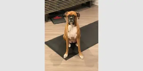 Dutchess Ii