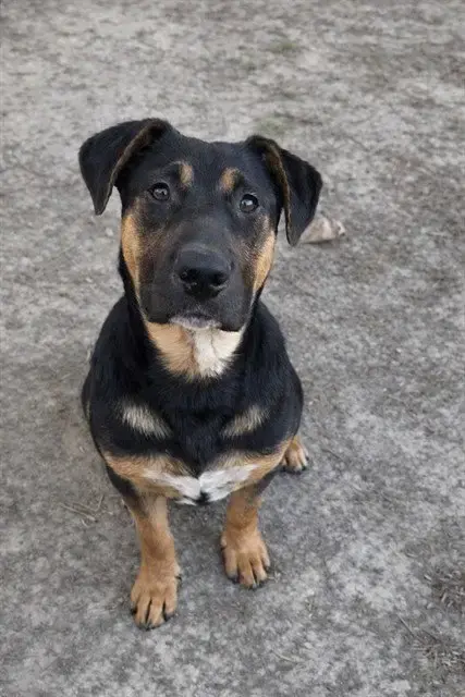 Oscar