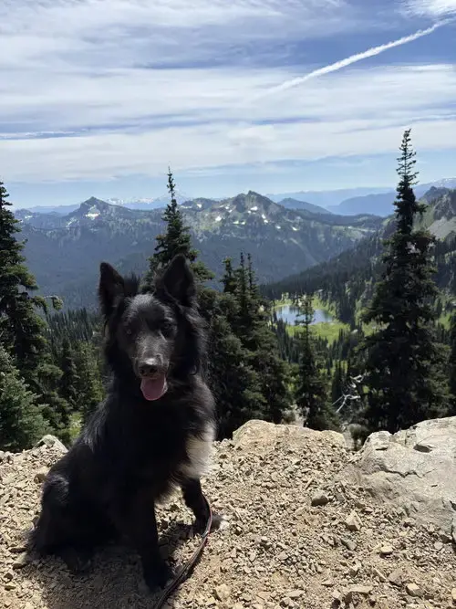 Yogi