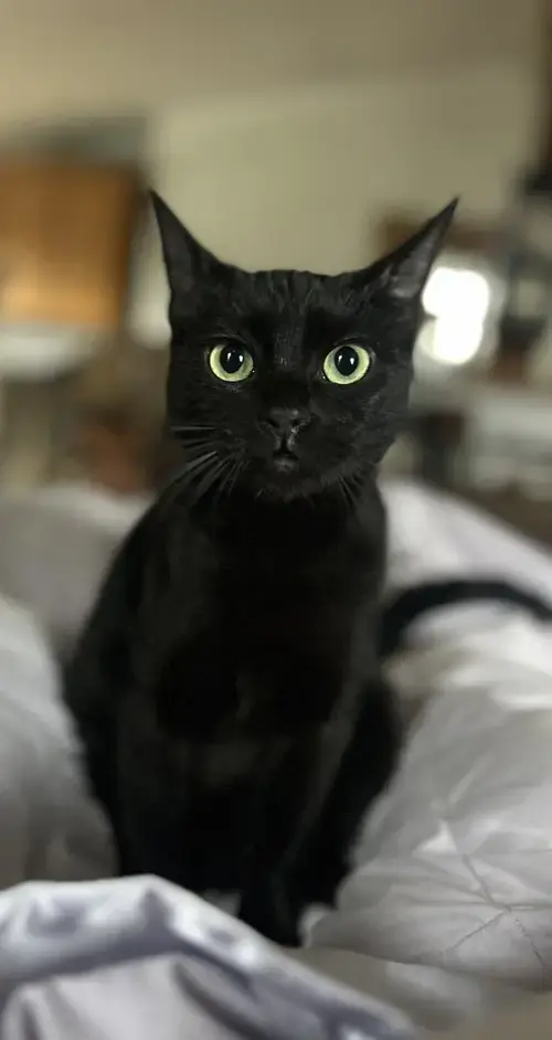Sabrina Napa Petco