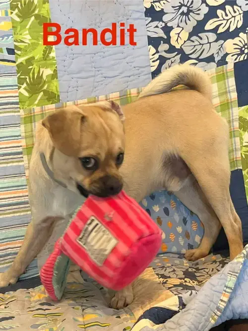 Bandit