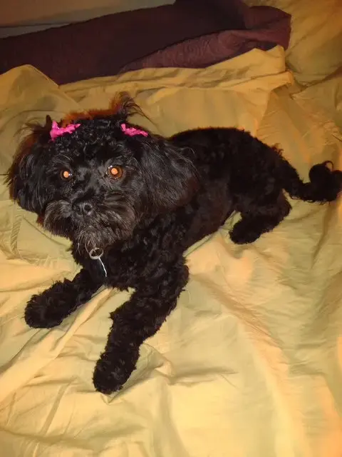 Sadie