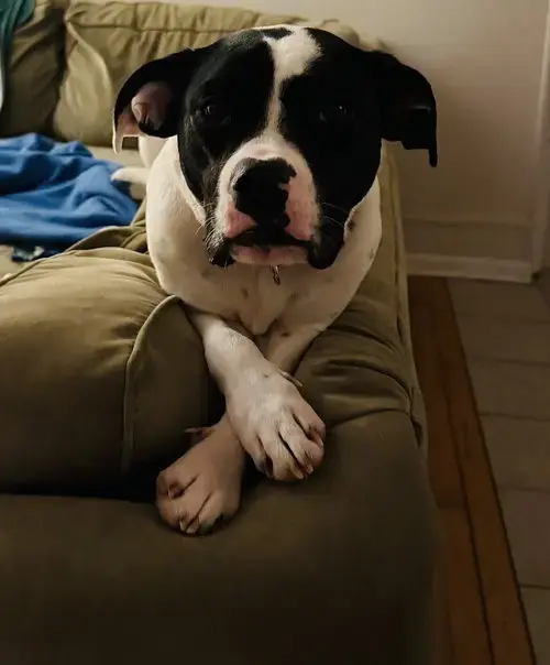 Dottie