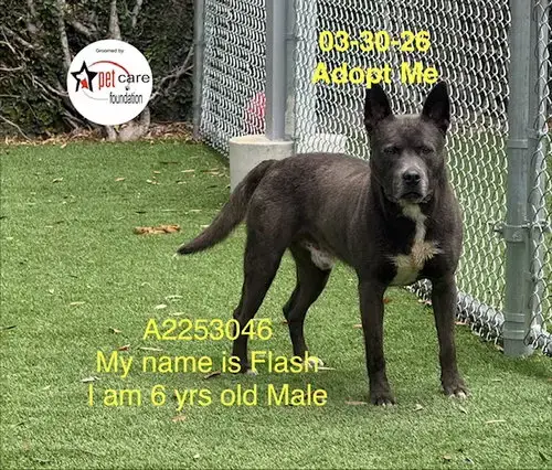 Flash