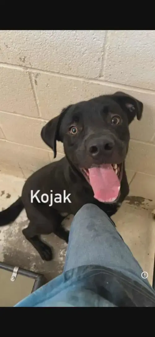 Kojack