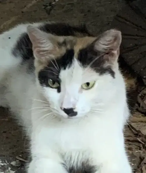Olivia