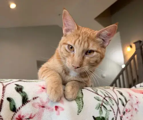 Juni