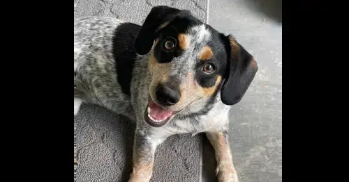 Stella ~