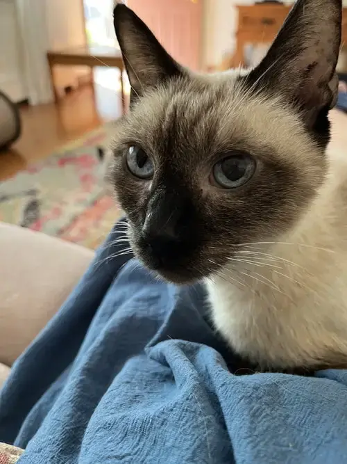 Hattie